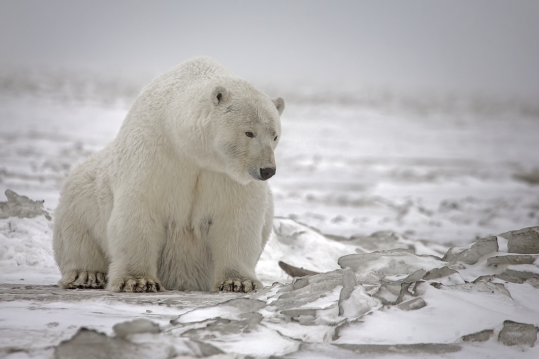 Polar Bear (Sow), Kaktovik, Barter Island, Alaska