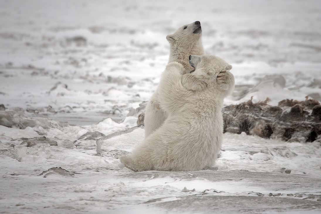 Polar Bear (Cubs), Kaktovik, Barter Island, Alaska