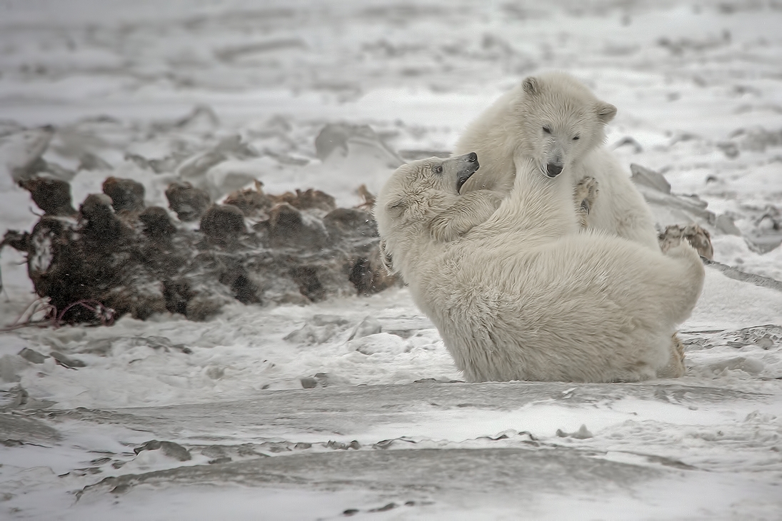 Polar Bear (Cubs), Kaktovik, Barter Island, Alaska