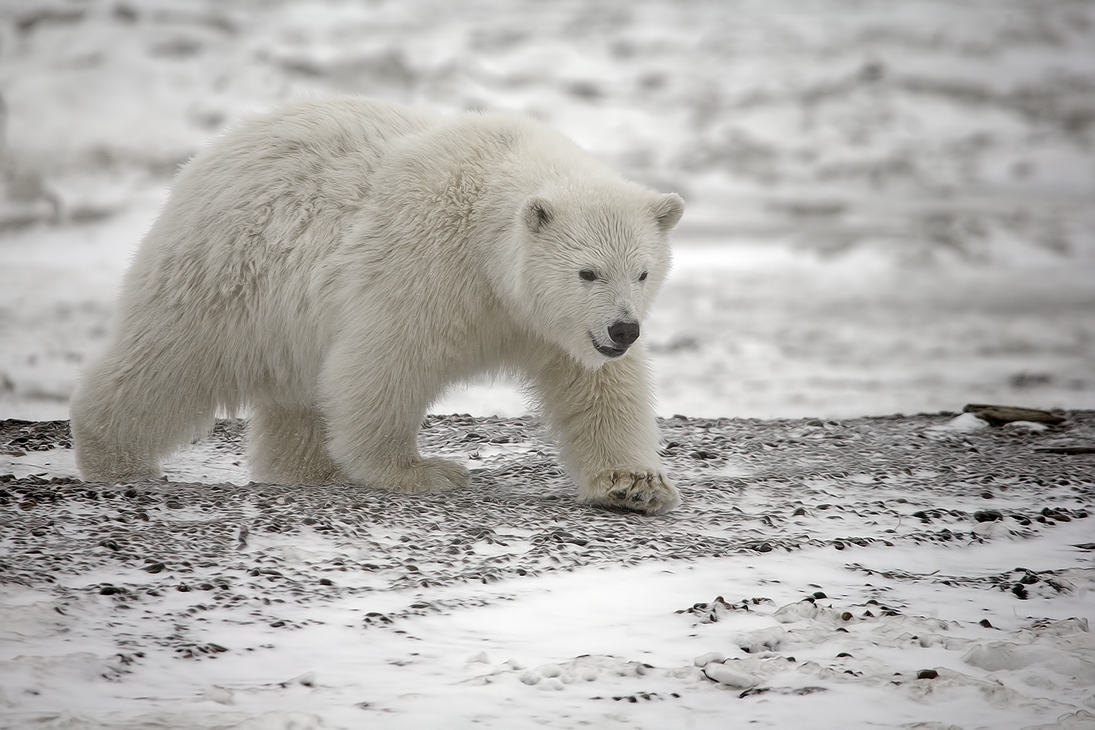 Polar Bear (Cub), Kaktovik, Barter Island, Alaska