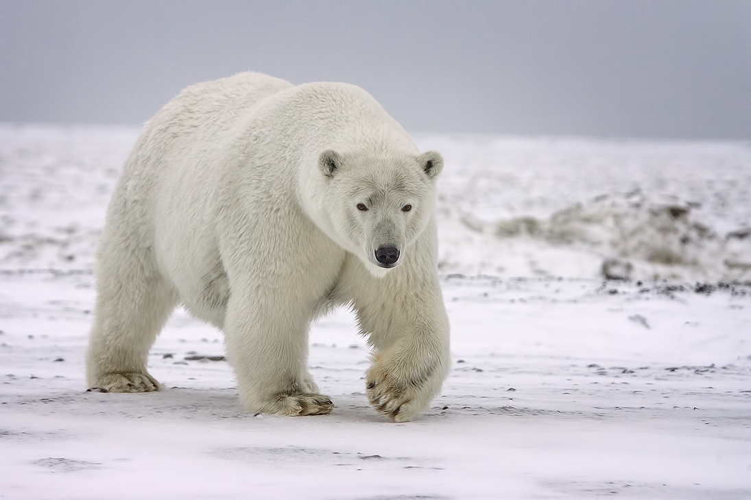 Polar Bear (Sow), Kaktovik, Barter Island, Alaska