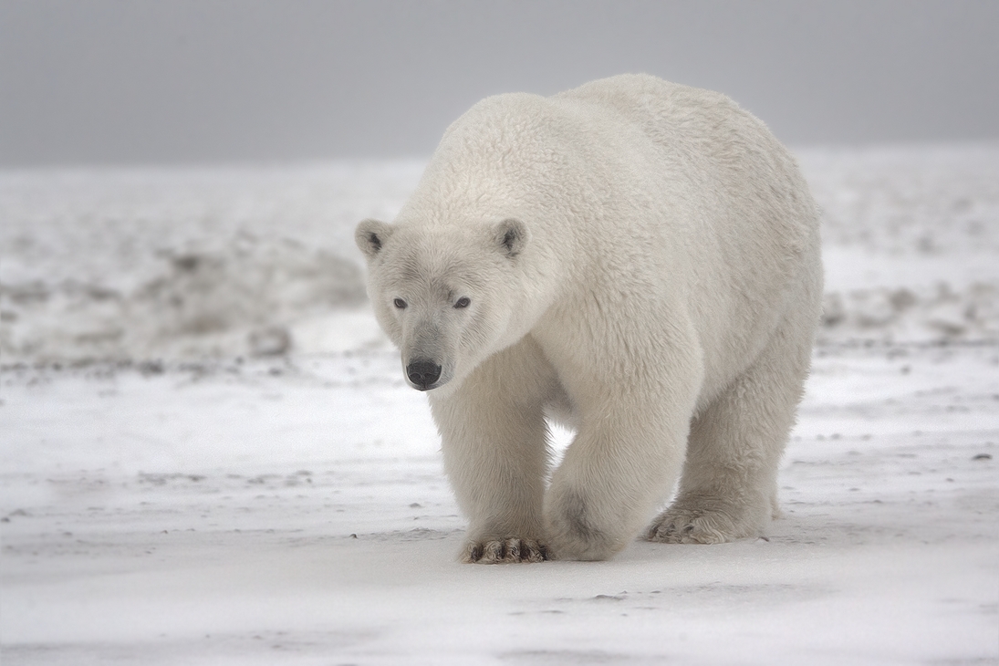 Polar Bear (Sow), Kaktovik, Barter Island, Alaska