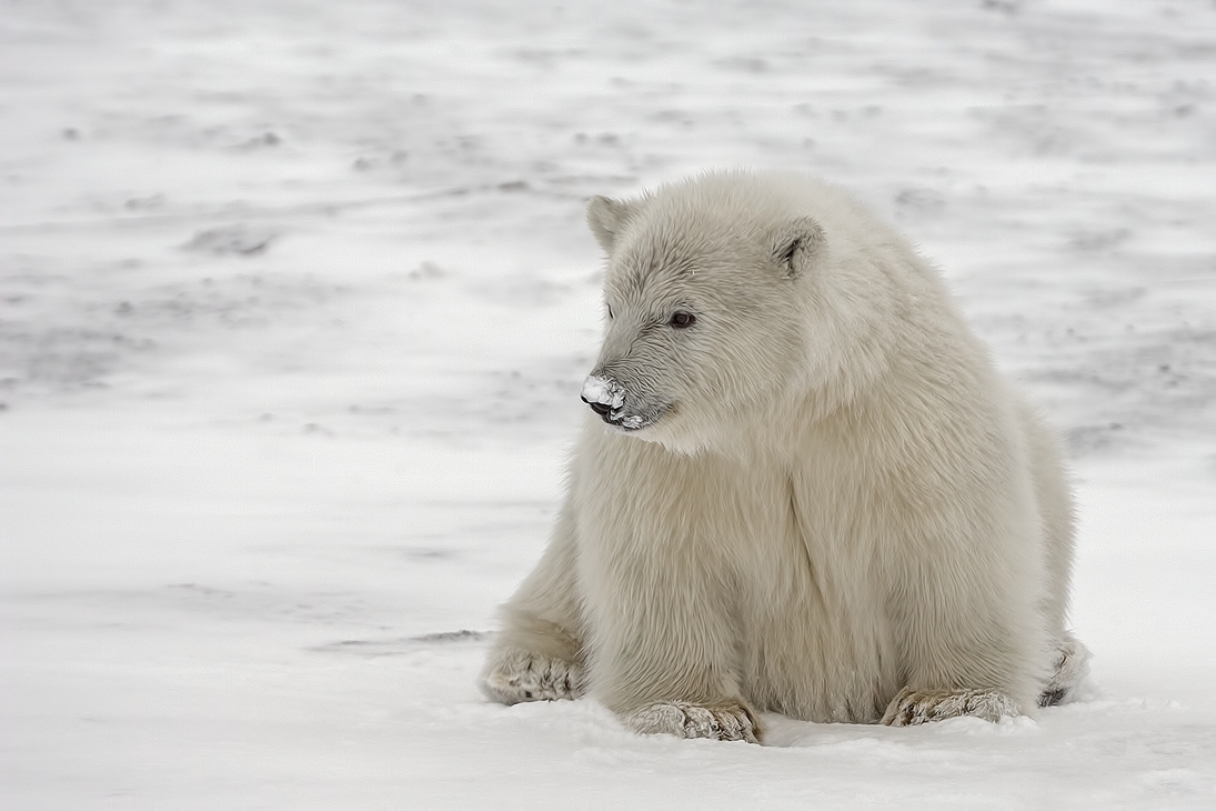 Polar Bear (Cub), Kaktovik, Barter Island, Alaska