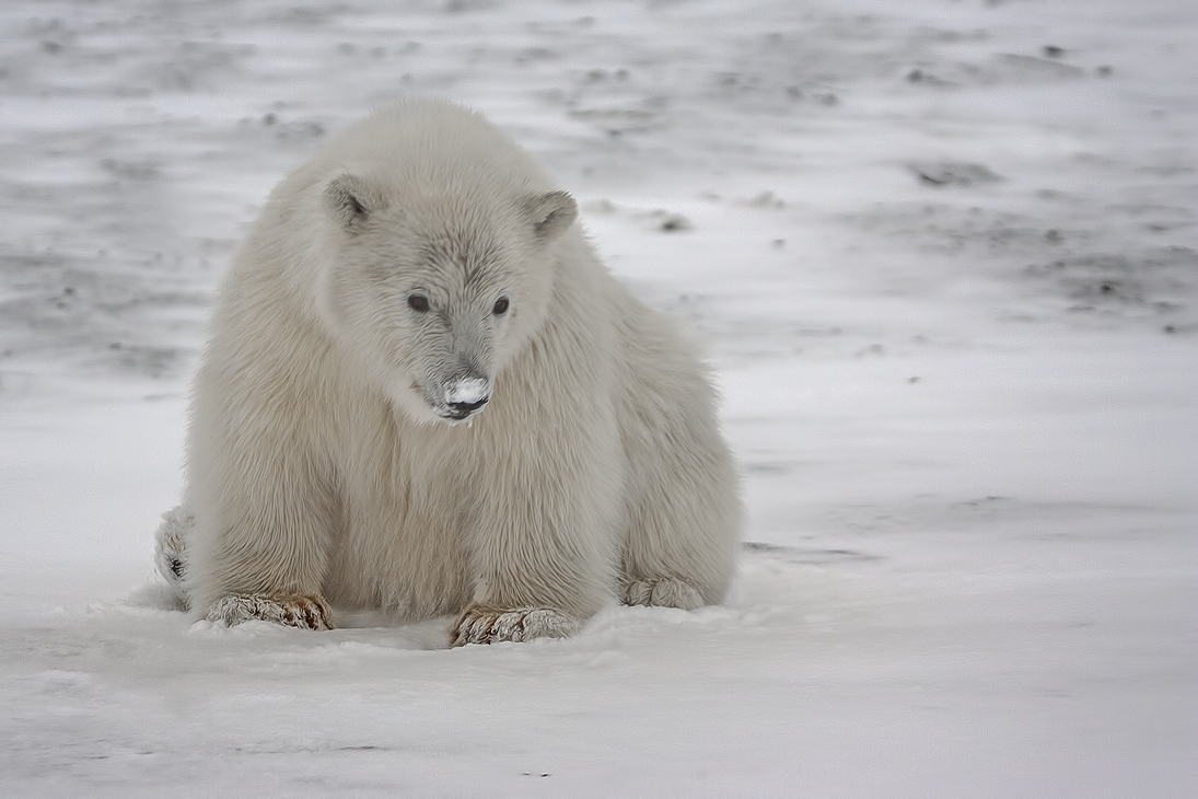 Polar Bear (Cub), Kaktovik, Barter Island, Alaska