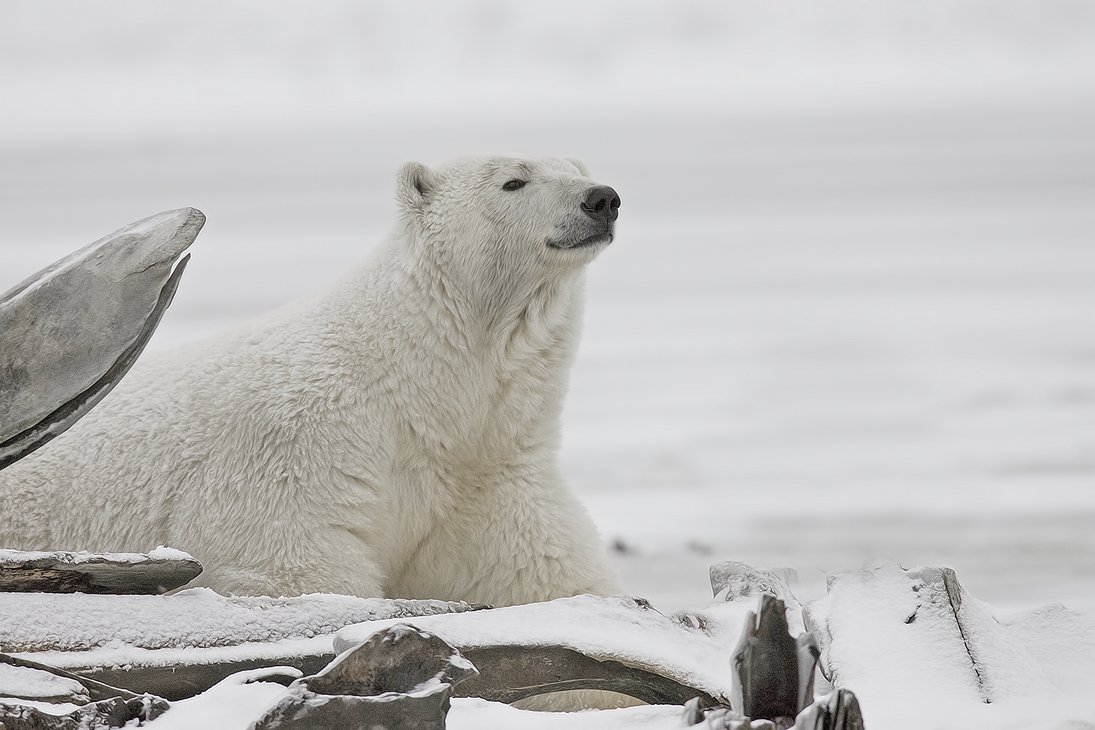 Polar Bear (Sow), Kaktovik, Barter Island, Alaska