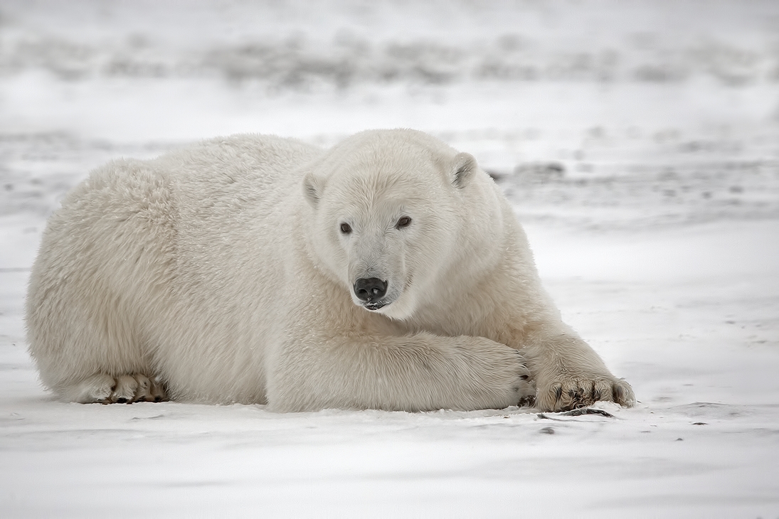 Polar Bear (Sow), Kaktovik, Barter Island, Alaska