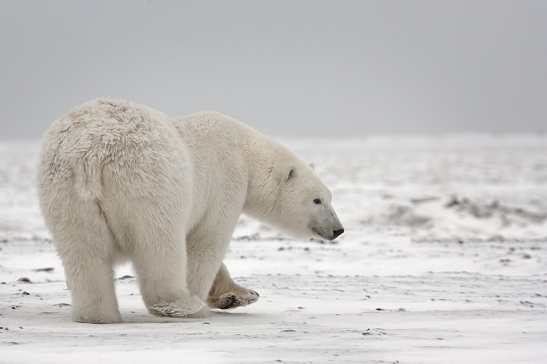 Polar Bear (Sow), Kaktovik, Barter Island, Alaska