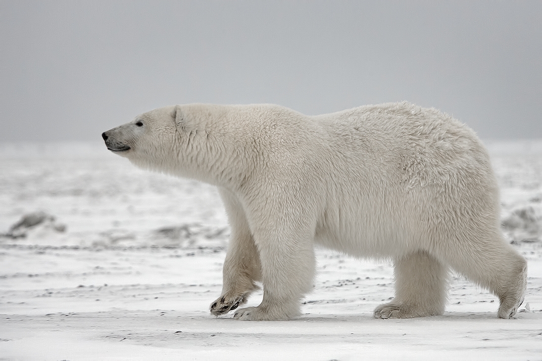 Polar Bear (Sow), Kaktovik, Barter Island, Alaska