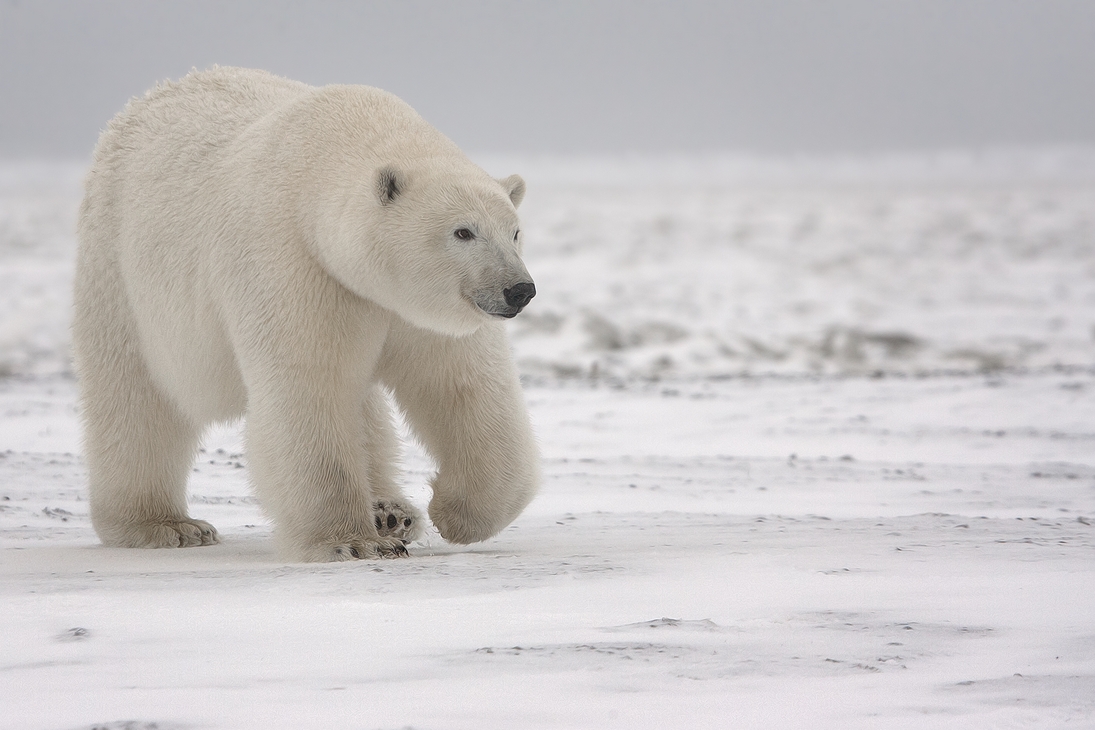 Polar Bear (Boar), Kaktovik, Barter Island, Alaska