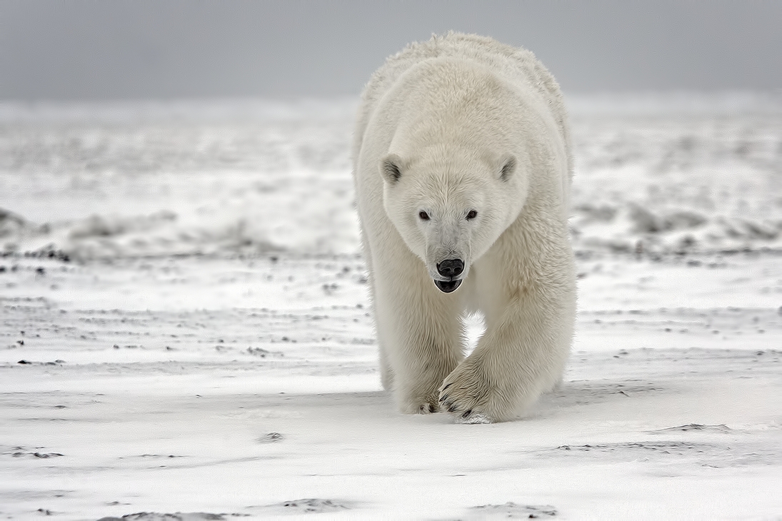 Polar Bear (Boar), Kaktovik, Barter Island, Alaska