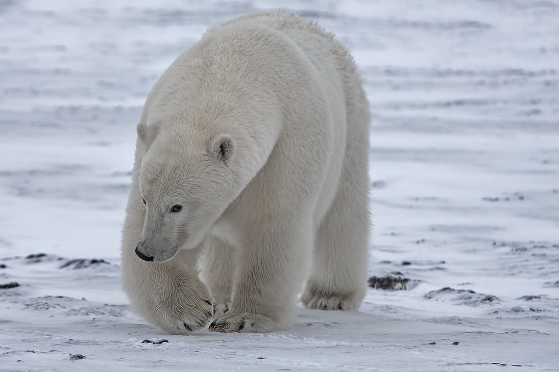 Polar Bear (Boar), Kaktovik, Barter Island, Alaska