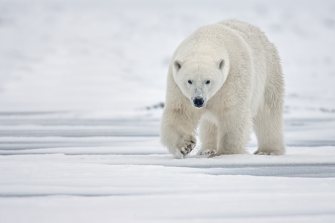 Polar Bear (Boar), Kaktovik, Barter Island, Alaska