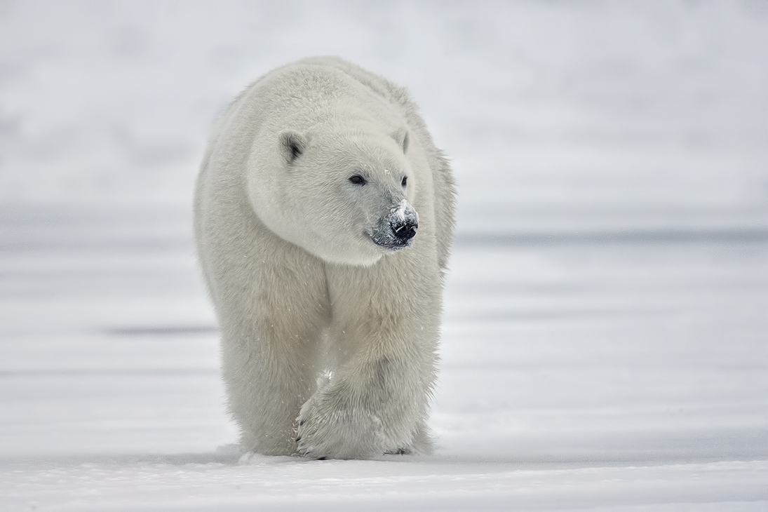 Polar Bear (Boar), Kaktovik, Barter Island, Alaska