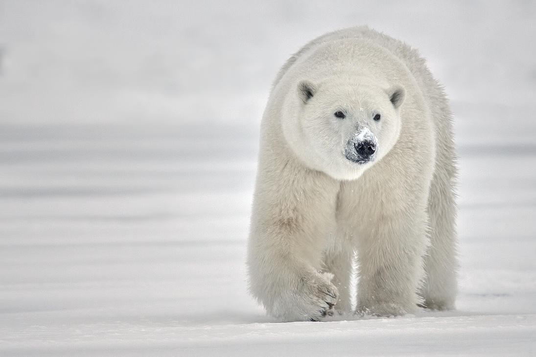 Polar Bear (Boar), Kaktovik, Barter Island, Alaska