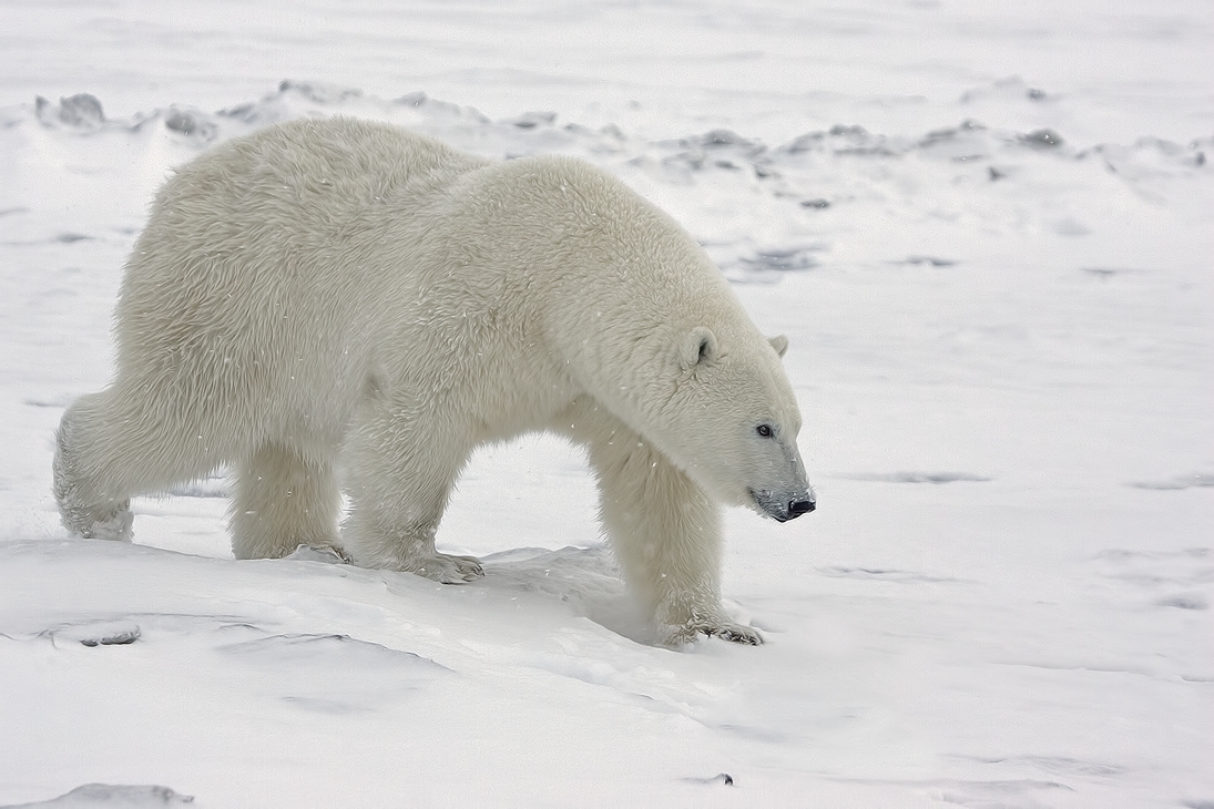 Polar Bear (Boar), Kaktovik, Barter Island, Alaska