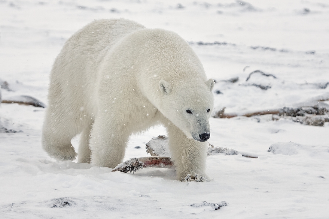 Polar Bear (Boar), Kaktovik, Barter Island, Alaska