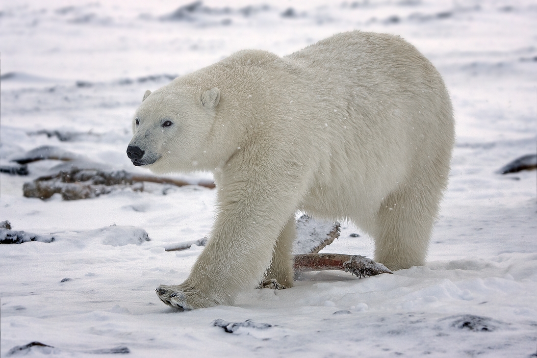 Polar Bear (Boar), Kaktovik, Barter Island, Alaska