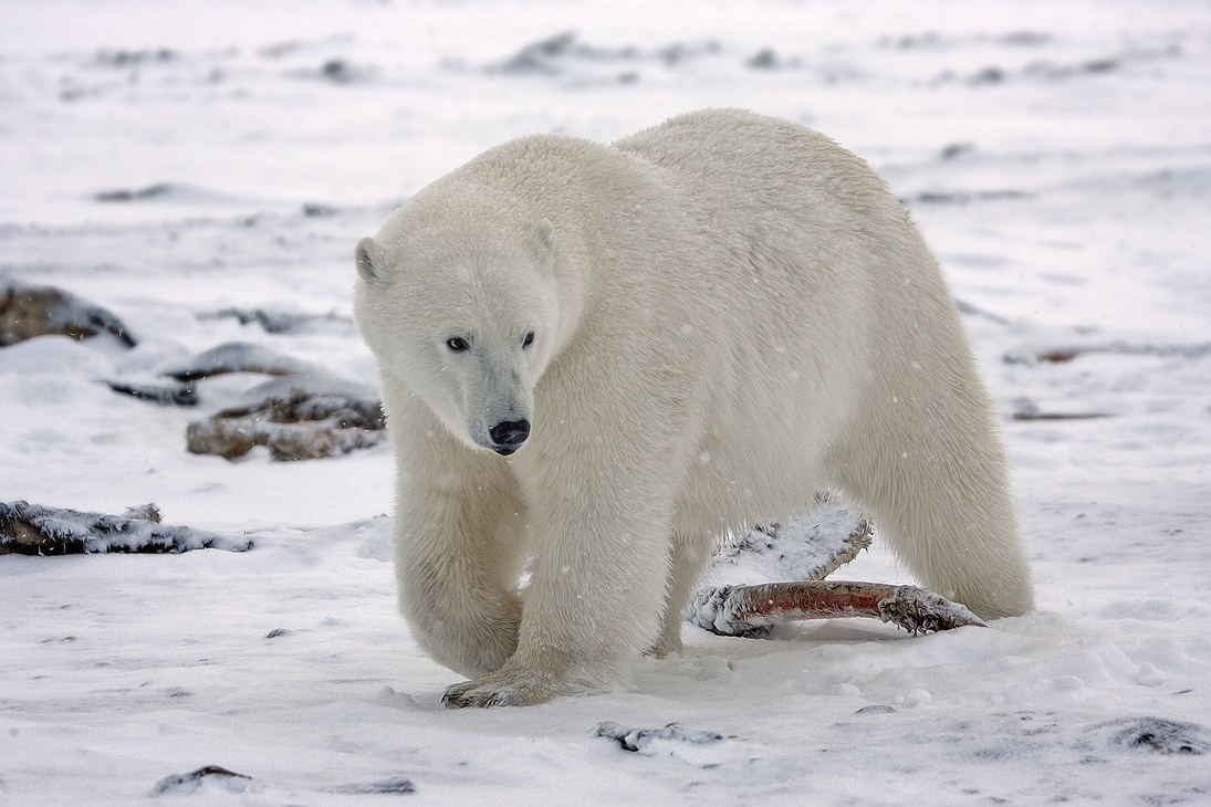 Polar Bear (Boar), Kaktovik, Barter Island, Alaska