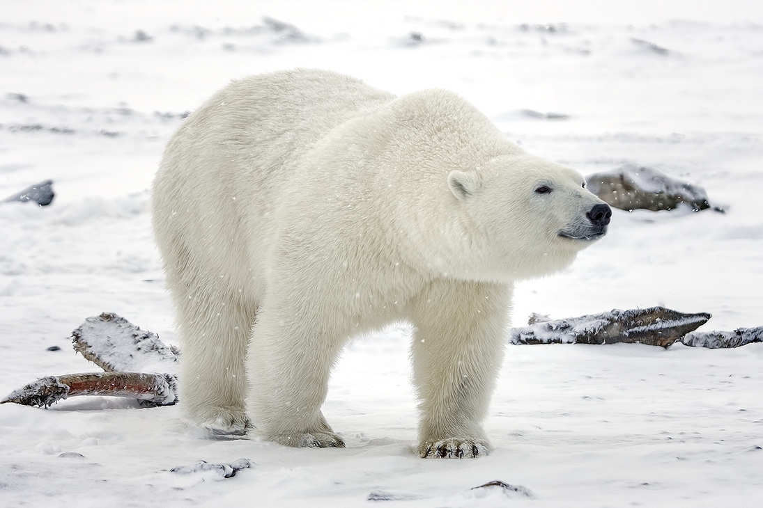 Polar Bear (Boar), Kaktovik, Barter Island, Alaska