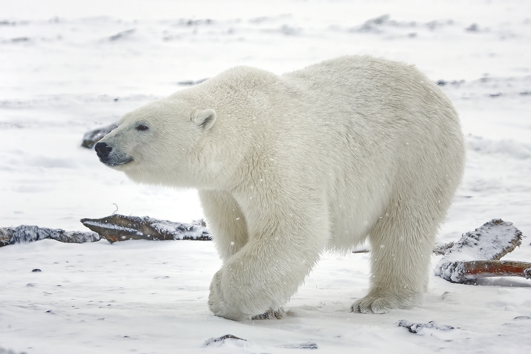 Polar Bear (Boar), Kaktovik, Barter Island, Alaska