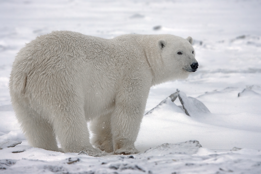 Polar Bear (Boar), Kaktovik, Barter Island, Alaska