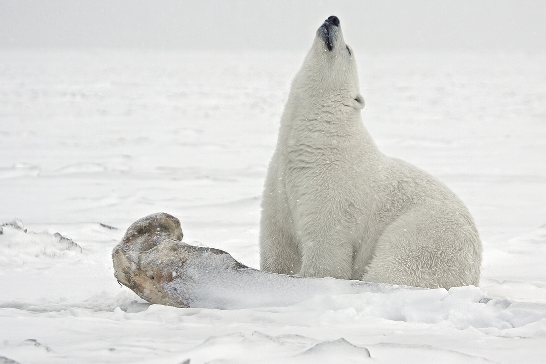 Polar Bear (Boar), Kaktovik, Barter Island, Alaska