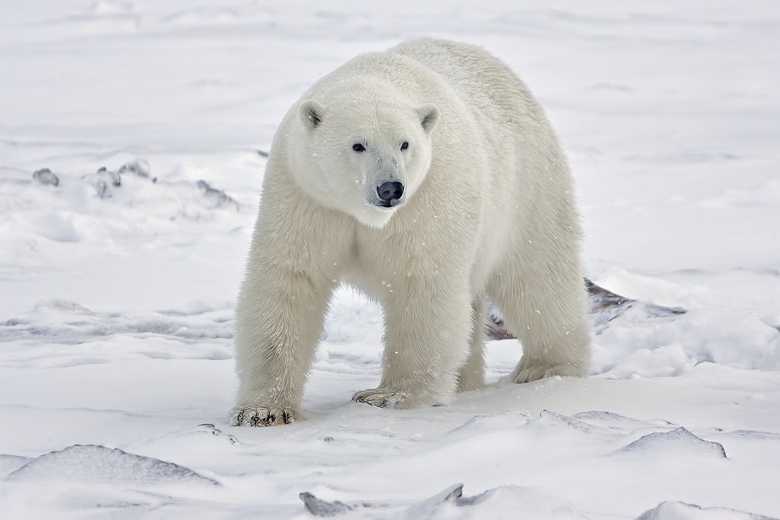 Polar Bear (Boar), Kaktovik, Barter Island, Alaska