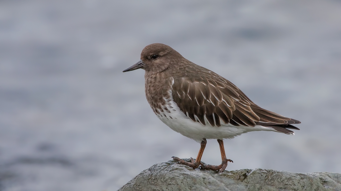 Black Turnstone, Near Brant Viewing Stand, Qualicum Beach, British Columbia