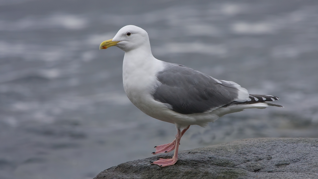 Western Gull, Near Brant Viewing Stand, Qualicum Beach, British Columbia