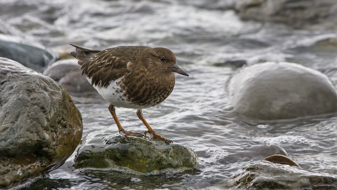 Black Turnstone, Near Brant Viewing Stand, Qualicum Beach, British Columbia