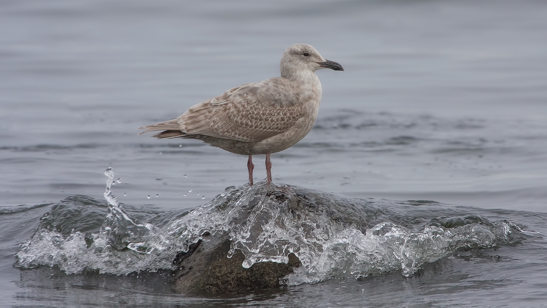 Glaucous-Winged Gull (Juvenile), Qualicum Beach, British Columbia