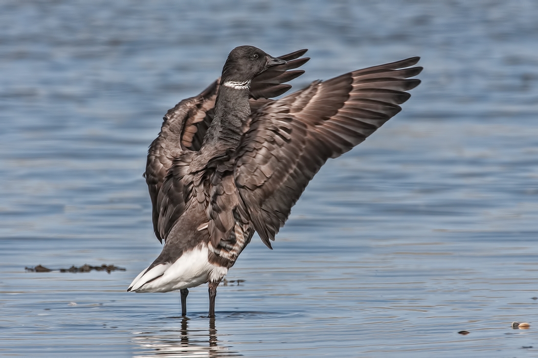 Brant, Community Beach, Parksville, British Columbia