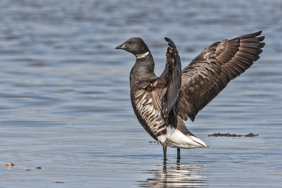 Brant, Community Beach, Parksville, British Columbia