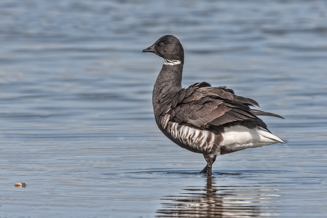 Brant, Community Beach, Parksville, British Columbia