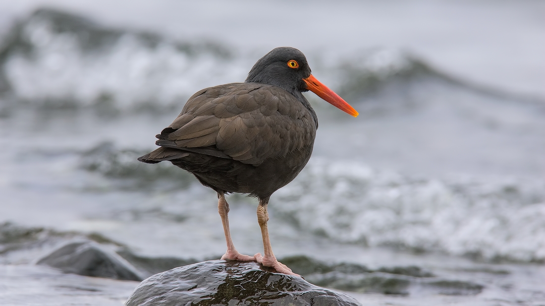 Black Oystercatcher, Near Brant Viewing Stand, Qualicum Beach, British Columbia