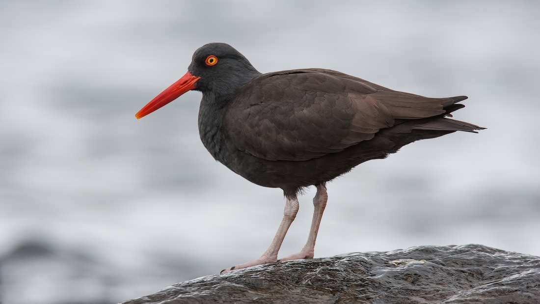 Black Oystercatcher, Near Brant Viewing Stand, Qualicum Beach, British Columbia