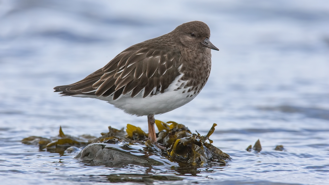 Black Turnstone, Near Brant Viewing Stand, Qualicum Beach, British Columbia