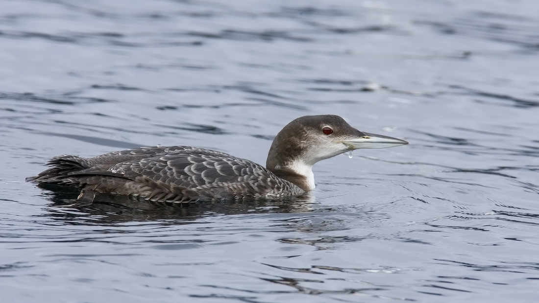 Common Loon (Female), Beachcomber Regional Park, Nanoose Bay, British Columbia