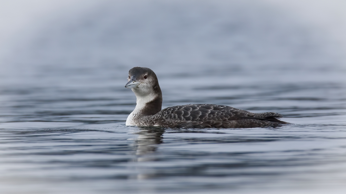 Common Loon (Female), Beachcomber Regional Park, Nanoose Bay, British Columbia