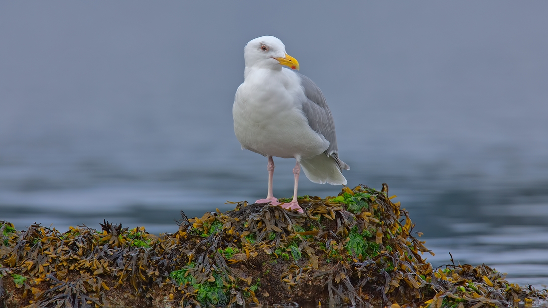 Western Gull, Beachcomber Regional Park, Nanoose Bay, British Columbia