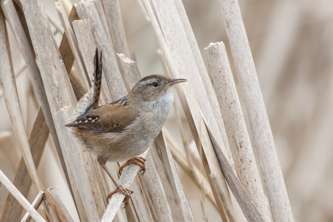 Marsh Wren, Swan Lake Christmas Hill Nature Sanctuary, Victoria, British Columbia