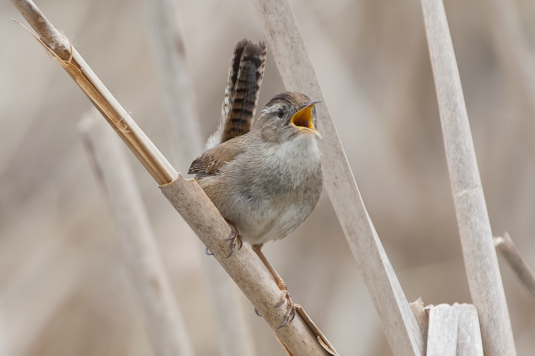 Marsh Wren, Swan Lake Christmas Hill Nature Sanctuary, Victoria, British Columbia