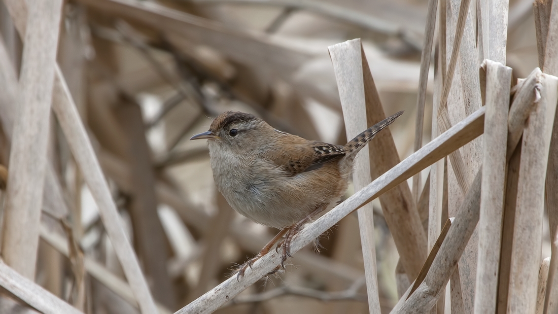 Marsh Wren, Swan Lake Christmas Hill Nature Sanctuary, Victoria, British Columbia