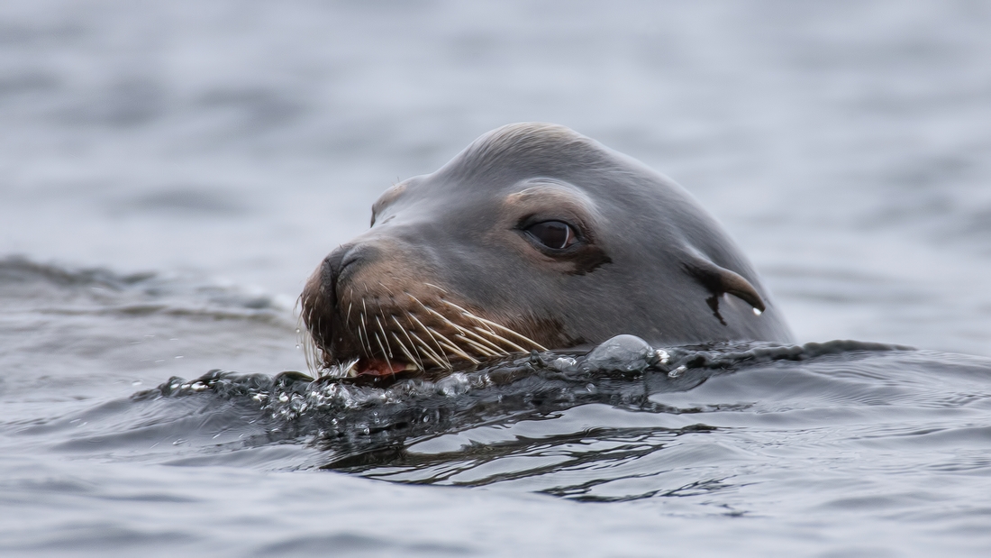 Sea Lion, Beachcomber Regional Park, Nanoose Bay, British Columbia