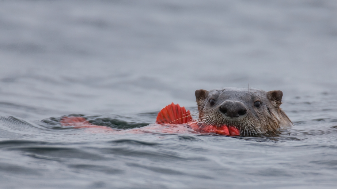 Sea Otter, Beachcomber Regional Park, Nanoose Bay, British Columbia