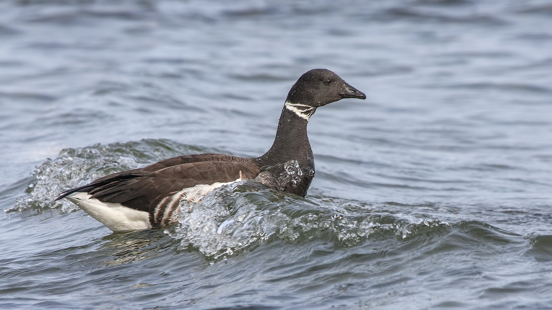 Brant, Foot of Kinkade Road, Qualicum Beach, British Columbia