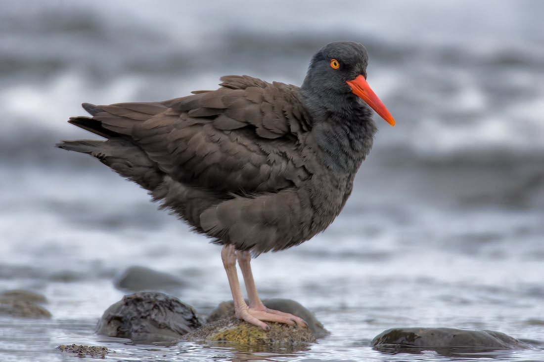 Black Oystercatcher, Qualicum Beach, British Columbia