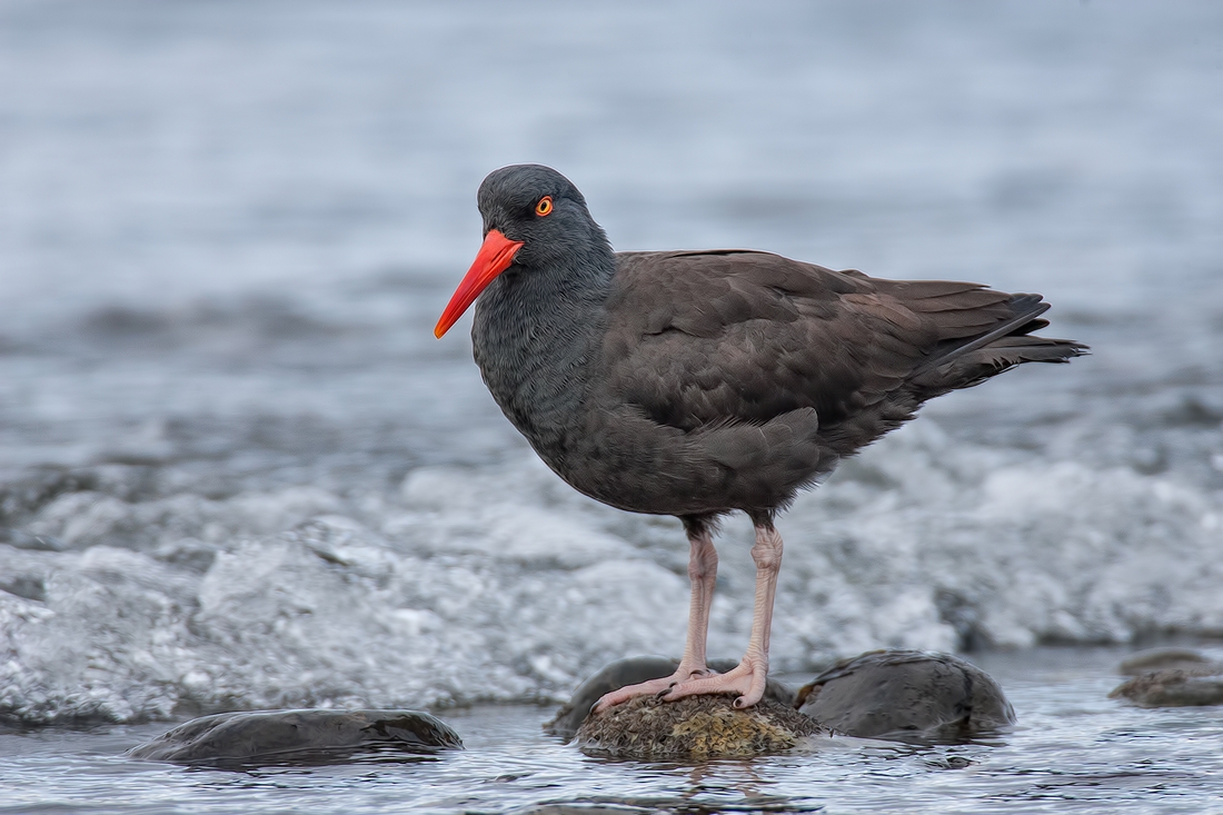 Black Oystercatcher, Qualicum Beach, British Columbia