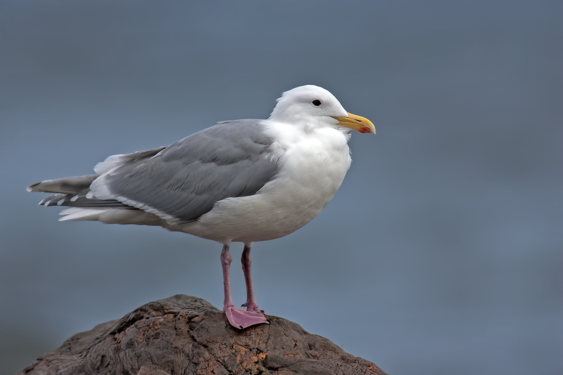 Western Gull, Qualicum Beach, British Columbia