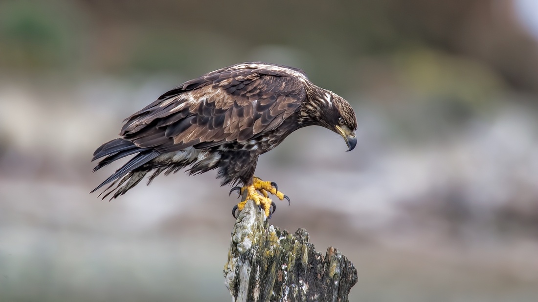 Bald Eagle (Juvenile), French Creek Estuary, Near Parksville, British Columbia